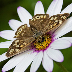 Speckled Wood Butterfly