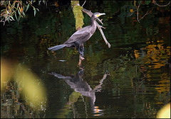 Doppelter Kormoran