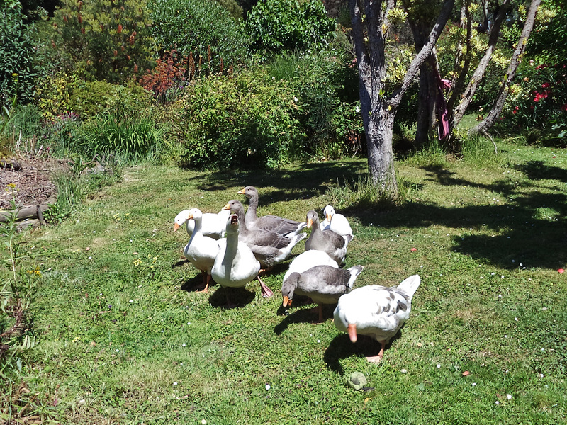 goslings at 2 months