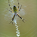 Wasp spider ~ Wesp- of Tijgerspin (Argiope bruennichi)..