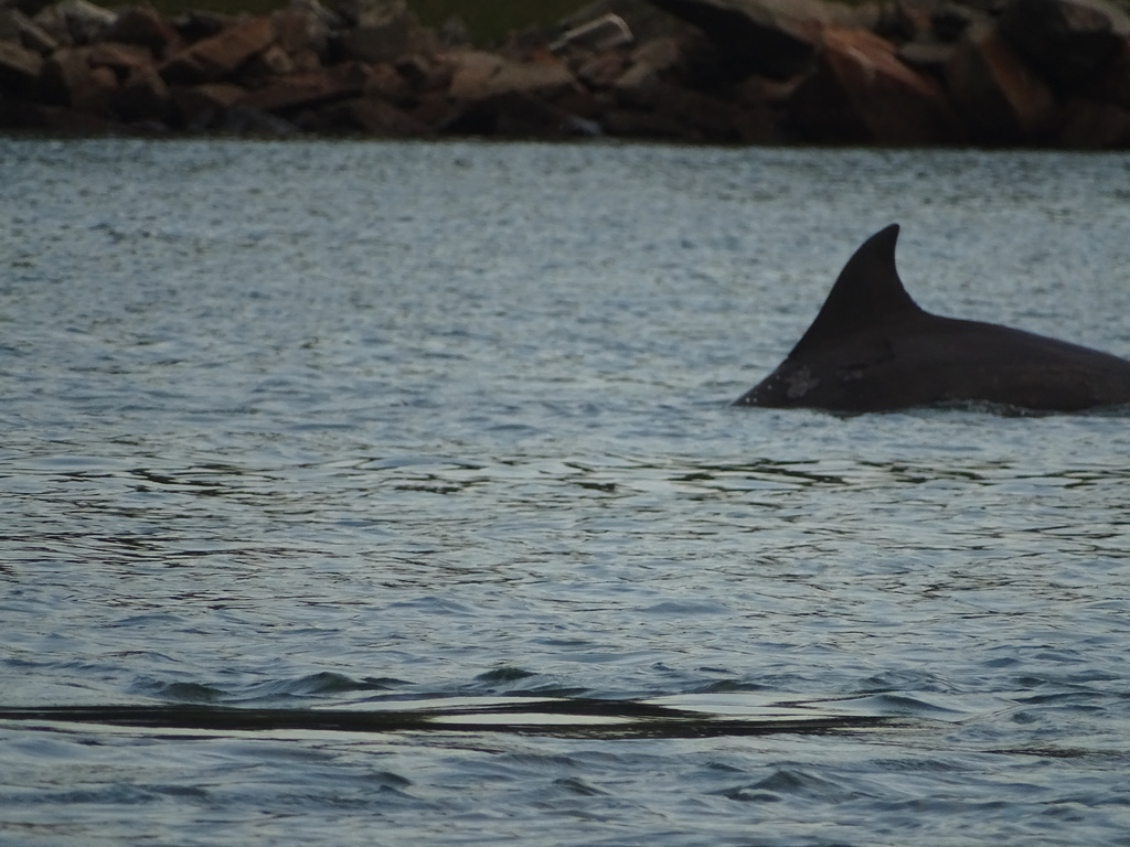 DSC04970 - boto-da-tainha Tursiops truncatus gephyreus, Cetaceae com lobomicose