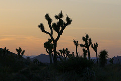 Desert Sunset