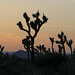 Desert Sunset