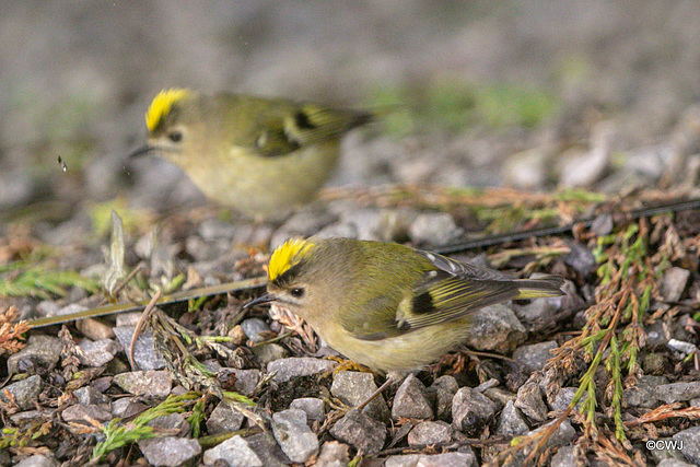 Goldcrest performing in front of a mirror