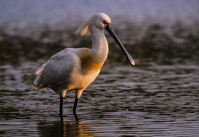 Espátula en Urdaibai