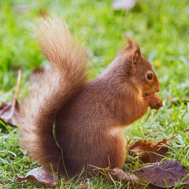 One of the resident Red Squirrels having its breakfast this morning