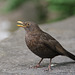 Amsel singt ein Abendlied