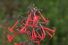 Scarlet Gilia