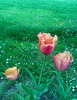 Tulipa agenensis DC.