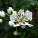 Possibly Blackberry blossoms