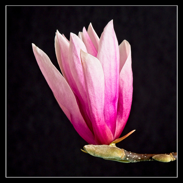 Magnolia Flower