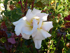 Flor blanca de Madrid