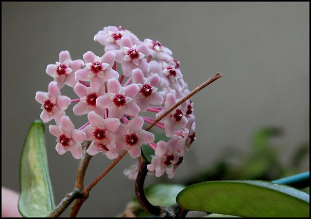 Hoya carnosa (3)