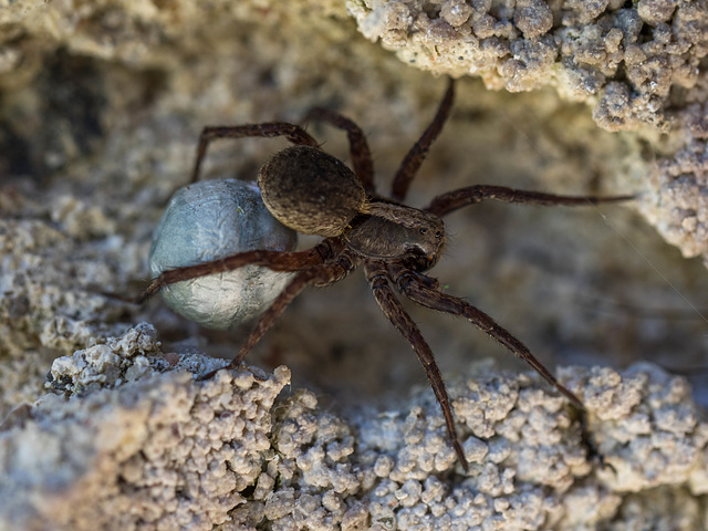 Egg Sac Full of Spiders