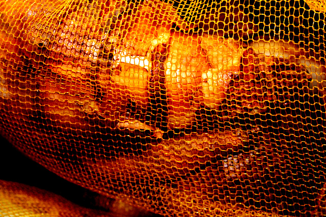 Bulbs in a Net 2