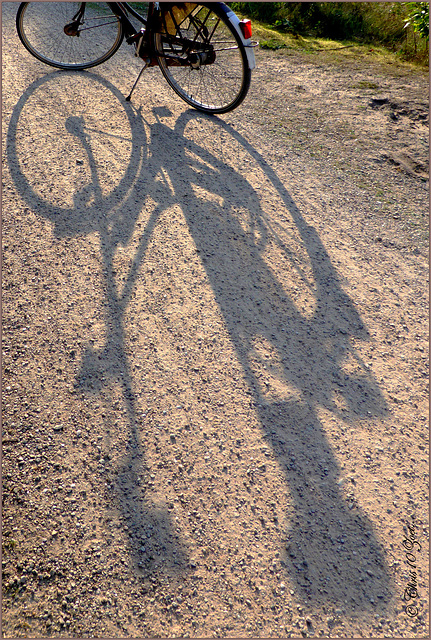 #40 Bicycle in Shadow...