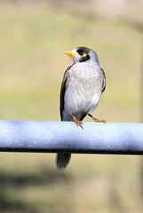 Noisy Miner