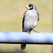 Noisy Miner