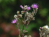 20170923 2969CPw [D~MI] Sumpf-Kratzdistel (Cirsium palustre), Großes Torfmoor, Hille