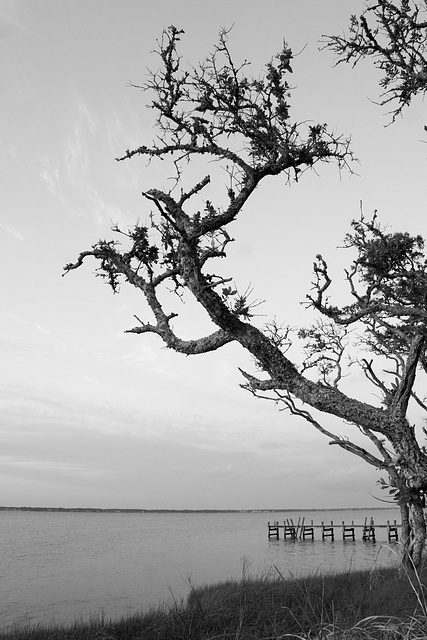 Coastal tree