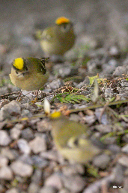 Goldcrest performing in front of a mirror