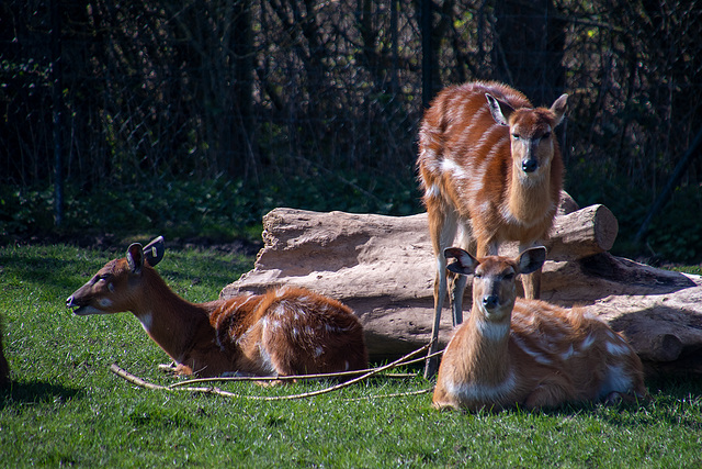 Sitatunga antelope