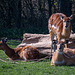 Sitatunga antelope