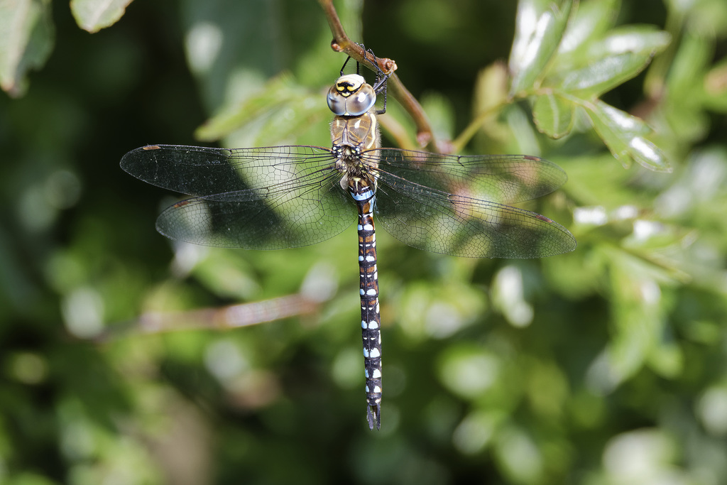 Dragonfly