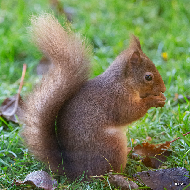 One of the resident Red Squirrels having its breakfast this morning