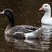 Hybrid Goose and the White Duck