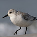 Sanderling