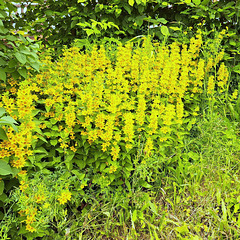 Gilbweiderich (Lysimachia)