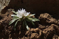 Alpine Lewisia