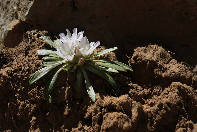 Alpine Lewisia