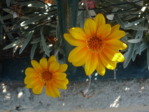 Flores amarillas