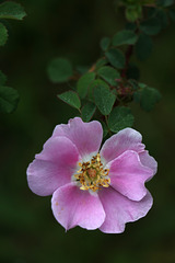 Wild Rose