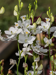 Calopogon tuberosus forma albiflorus (White form of Common Grass-pink orchid)