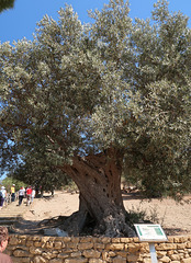 500 year old olive tree