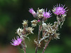 20170923 2970CPw [D~MI] Sumpf-Kratzdistel (Cirsium palustre), Großes Torfmoor, Hille