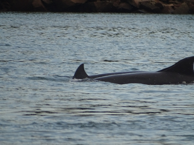 DSC04971 - boto-da-tainha Tursiops truncatus gephyreus, Cetaceae