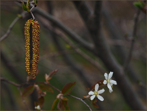 Alder and chuckleypear