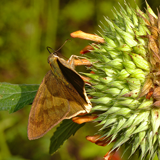 Butterfly IMG_2403