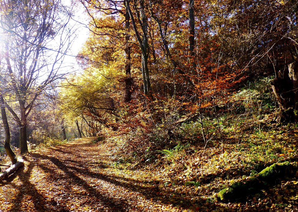 DE - Arft - Hiking the Bergheidenweg