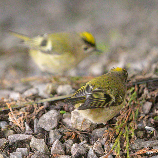 Goldcrest performing in front of a mirror