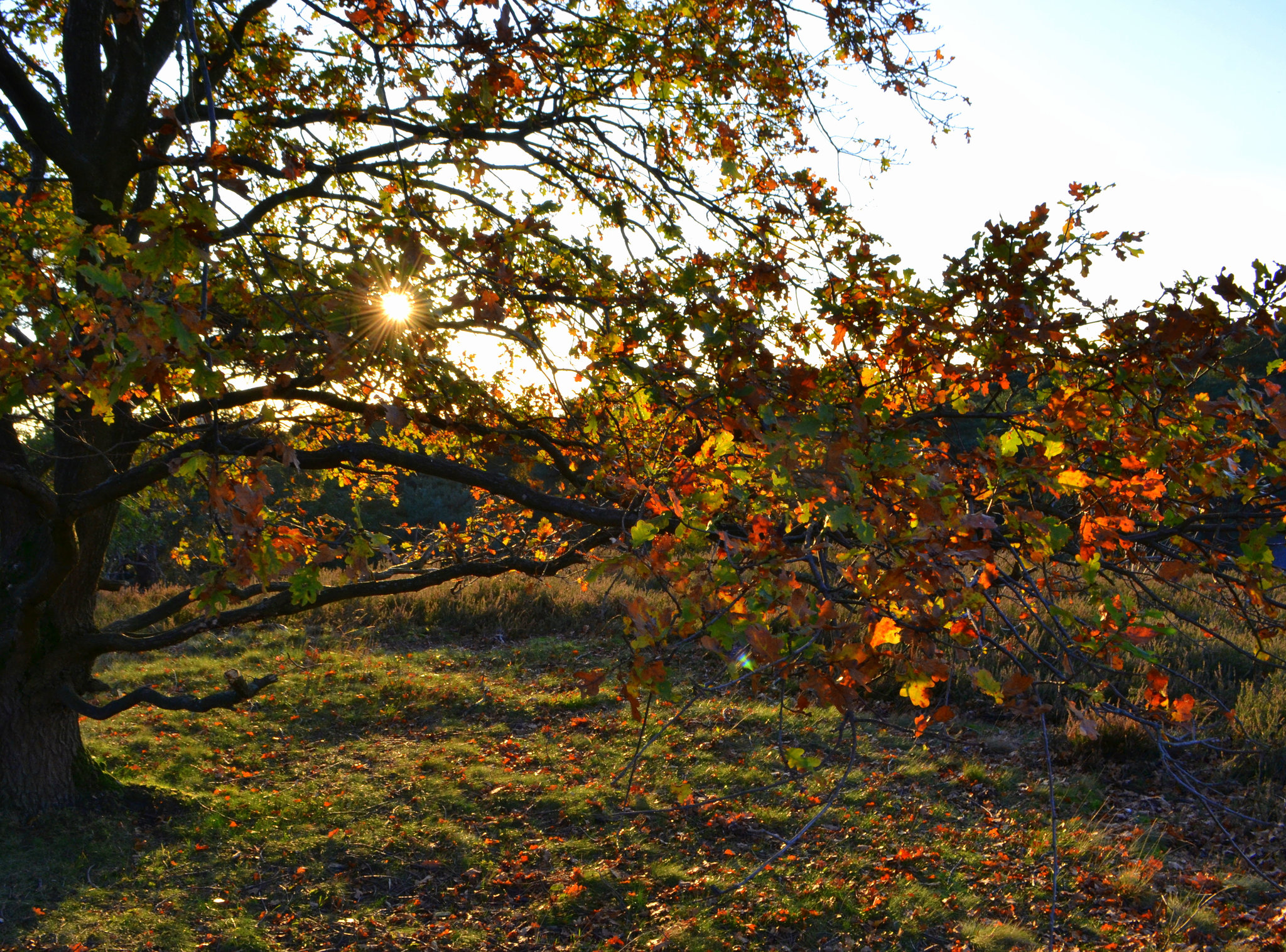 Autumn star