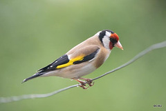 Goldfinch on the high wire