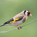 Goldfinch on the high wire