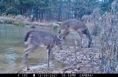 Whitetail deer playing by the pond