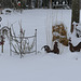 Schneehühner, ironed snow hens (HFF)