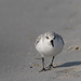 Sanderling